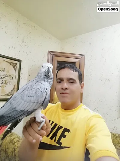 بسم الله ماشاء الله ببغاء كاسكو مزرعه حجل فضي متكلم 2