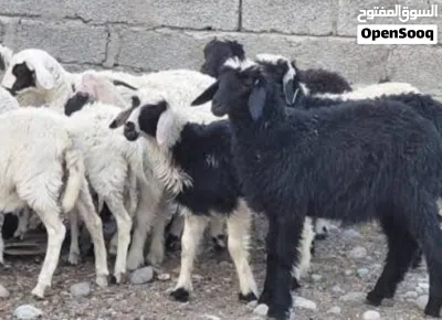 مطلوب اغنام للبيع 3