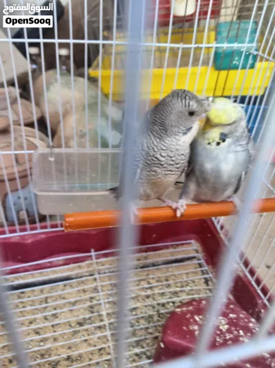 كوبيه بقلينو 4