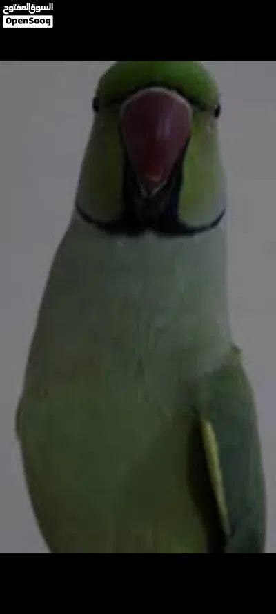 بغبغاء أنثى وذكر ب225 2