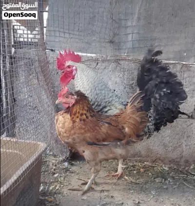 ديك بلدي نوع بليموث روك مزخرف اسود وابيض ودجاجة بلدي لون احمر و 4 ديوك بلدي لون ابيض في الصور 3