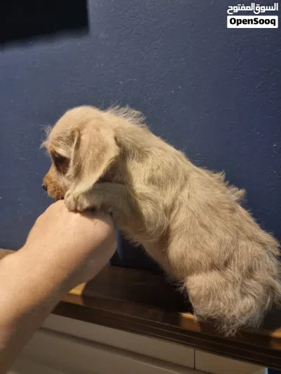 Beautiful healthy maltipoo 2
