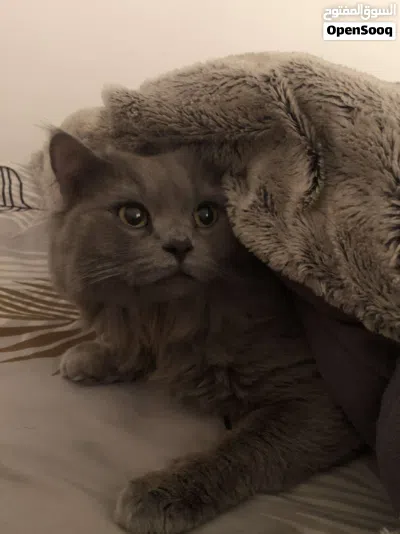 بريطاني لونغ هير 4