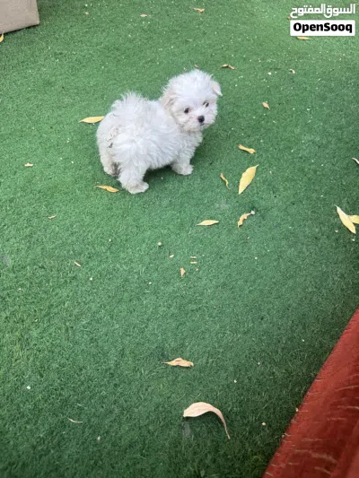 Cockapoo puppy 2