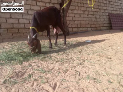 عنز مبدلتش امهجنا عل القبرصي جابت جدي ومات في عمرشهرين عنز حليب كل يوم لتر 2