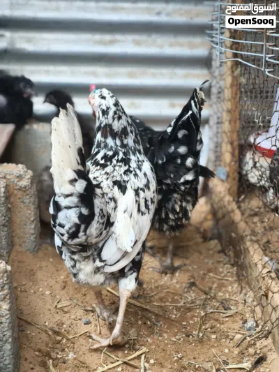 زوز دجاجات عربيات للبيع يدحو 3
