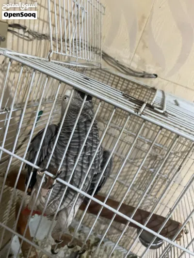 أبغى كاسكو للبيع 3