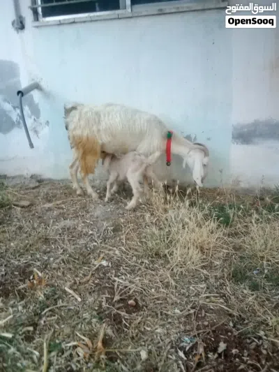 عنزة حليب وراها صخلة 3