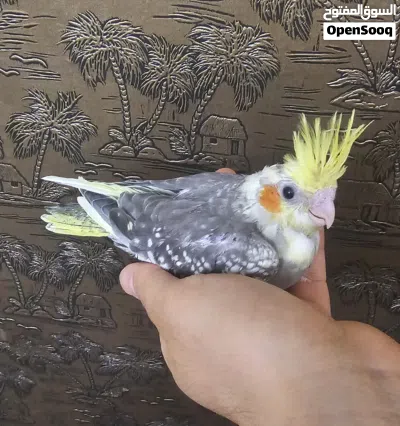 طائر كوكتيل 2