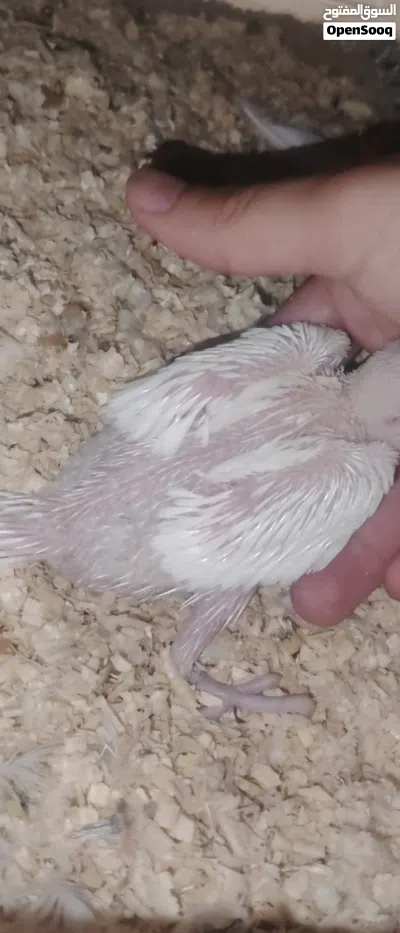 فرخ ببغاء دره البينو 28 يوم بصحه جيده (نادر) 2