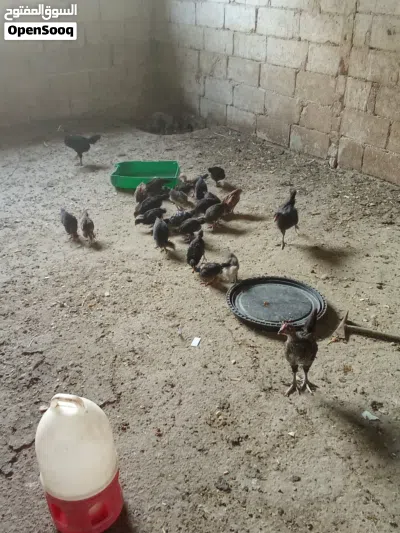 السلام عليكم اقرأ الوصف 2
