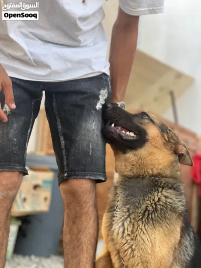 كلبة كستم عمر 8 شهور من نخبة K9 بي كتيبها وتطعماتها وجواز السفر كلمني وتساب وتعال تفرج 2