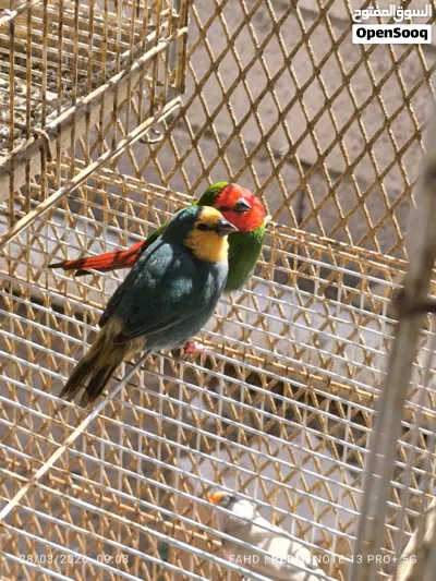 باروت فنش Parrot finches 3