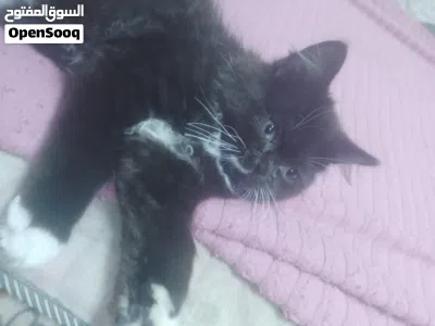 قط للبيع رادغول 2