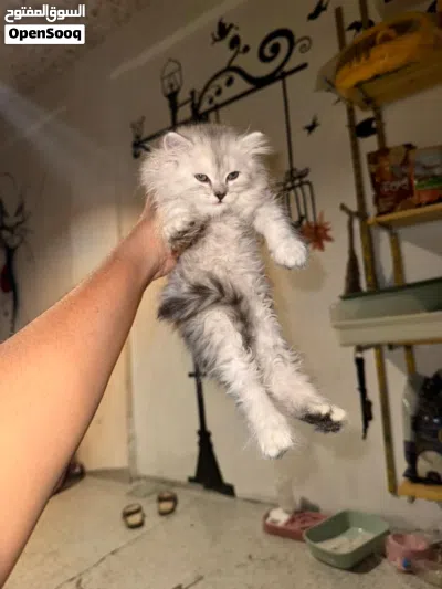 انثئ شيرازي بيور 4
