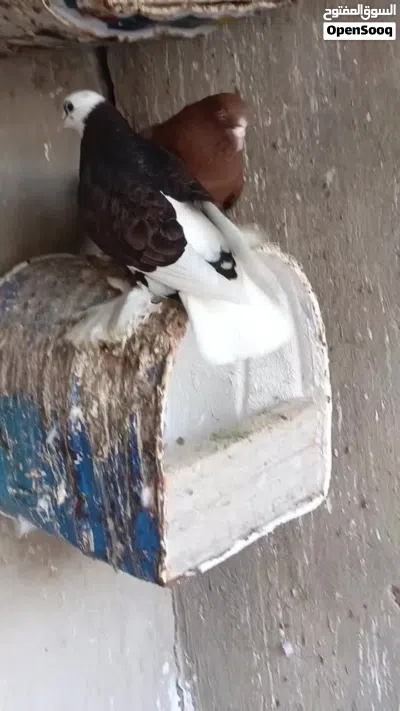حمام للبيع 2