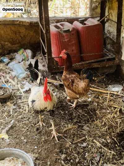 دجاجه وديج حلوات خشنات مال بيت سعرهن 35 الف مكاني بصره شط ألعرب الكباسي 3