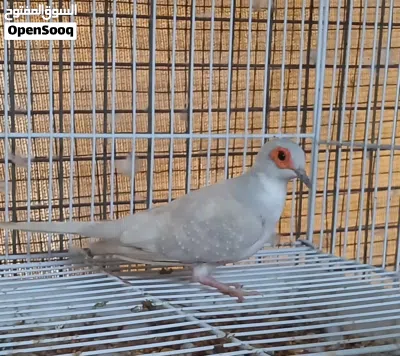 للبيع يمام مثل ماواضح في الصور تابع التفاصيل تحت كل شي موضح 3