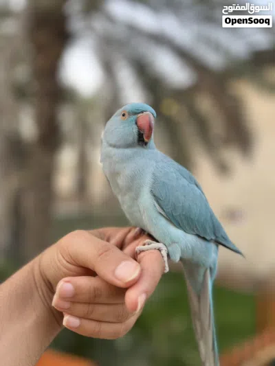 ببغاء دره هندي ( الوصف مهم ) 3