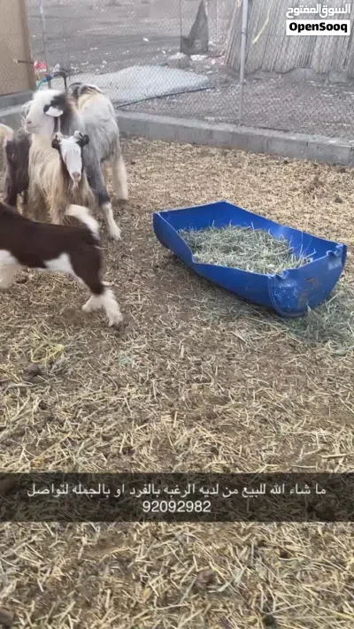 اغنام ما شاء الله ما عليهن الكلام حياك الله ف الوصف 4