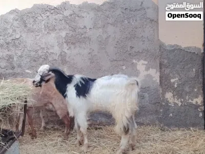 غنم للبيع اقرا الوصف تحت لايفوتك 2