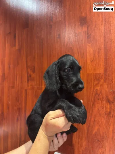 Australian Terrier puppy 4
