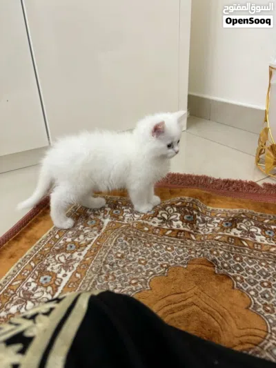 قطط اناث عمر شهرين ماخدين اول مطعوم كل قط يباع فردي 2