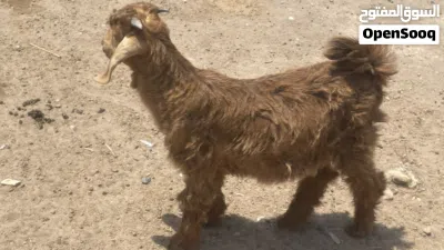 تيس ماشاءالله من حلال بني سعيد فول سمنه 2