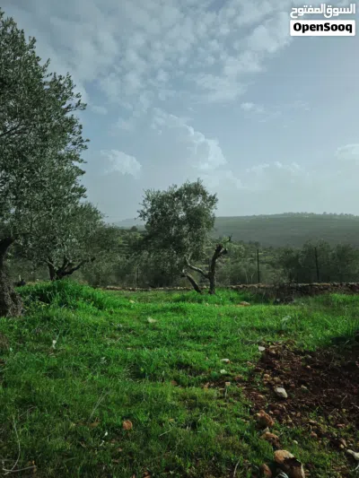 ابو حسن ابو حسن 2