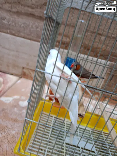 كوبية بقالينو و معاها دكر زيبرا 3