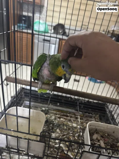 ببغاء أمازون اورانج وينج 2