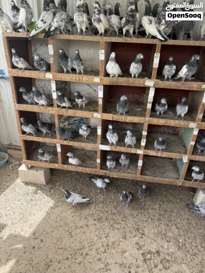 حمام باكستاني طيار بيور وفروخ كراسات 2