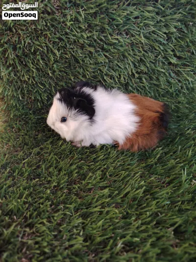 Guinea Pig 4