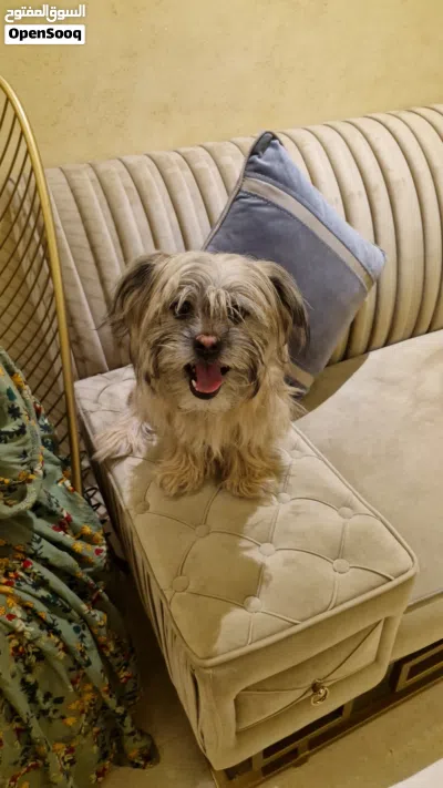 حيوانات اليفة للبيع كلاب شيتزو السعر غيرر قابل للتفاوض 3