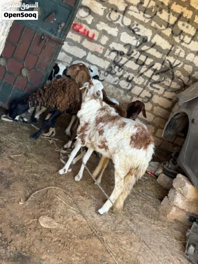 فطيمه هجين للبيع المكان جدايم 2
