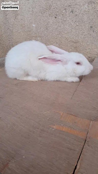 أرانب عمانيه 4