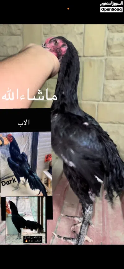 ديج تايلندي دم صافي مستوى جبار 2