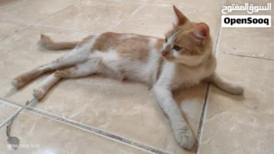 قطة محبة للتبني Loving Cat For Adoption 4