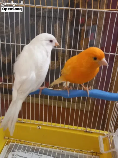 كنار للبيع تحتيهم بيض 2