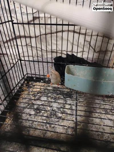 جوزين فنجز مع فراخهن 2