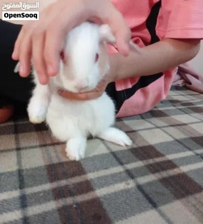 أرنب صغيرة أليف 4