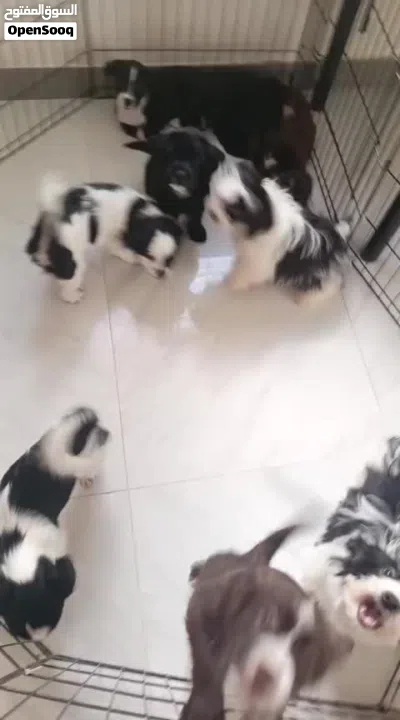 Cuties Dog 2