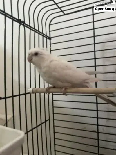 طير كرولطيرة يغرد صوت مره جميل 3