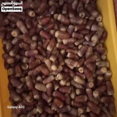 تمر نغال للبيع 2