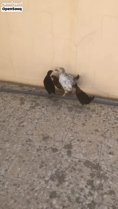 صيصان بلدي شهرين 4