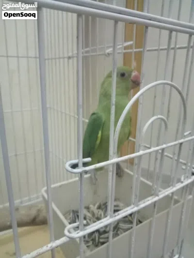 متوه دره اخضر 2