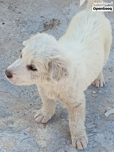 جرو ساموايد ابيض للبيع 2