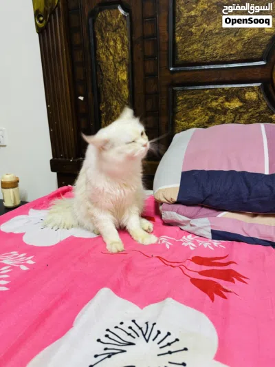 farsian cat 2