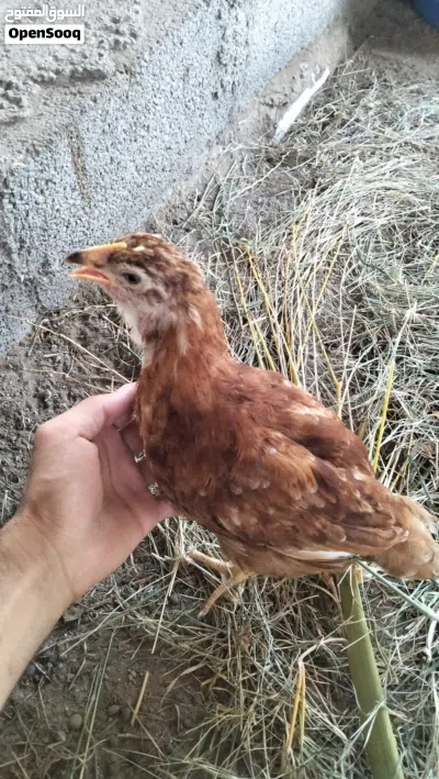 دجاج فرنسي الأحمر بيور وتهجين كوشن 2