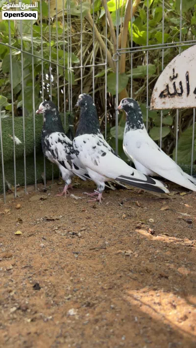 حمام تيدي128 للبيع 3